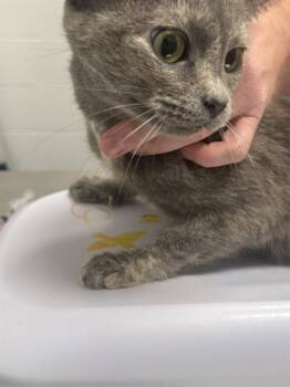 PERRI -  Domestic Short Hair Cat for Adoption in Indianapolis, Indiana - PERRI | PetCurious