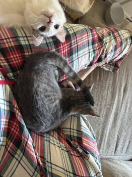 Kodiak (Napa GD) -  Tabby Cat for Adoption in Napa, California - Kodiak (Napa GD) | PetCurious