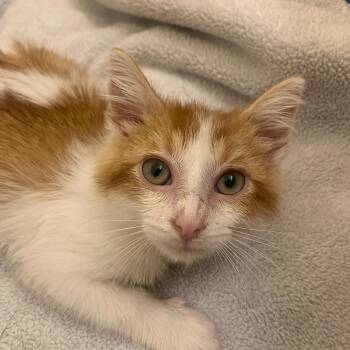 King Julius -  Domestic Short Hair Cat for Adoption in Fruit Heights, Utah - King Julius | PetCurious