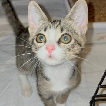 Brita Water Filter -  Domestic Short Hair Cat for Adoption in Little Mountain, South Carolina - Brita Water Filter | PetCurious