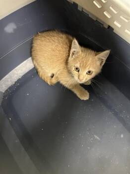 Rescue Domestic Short Hair Cats for Adoption in Casper, Wyoming - COSMO | PetCurious