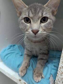 Rescue Domestic Short Hair Cats for Adoption in Hollister, Missouri - Fluffy | PetCurious