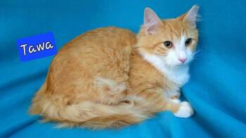 Rescue Domestic Medium Hair Cats for Adoption in Jessup, Maryland - Tawa | PetCurious