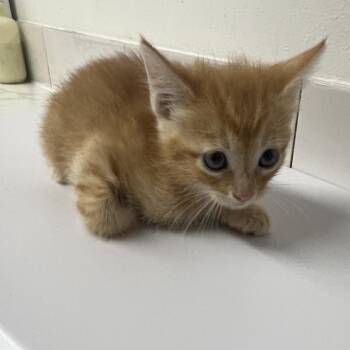 Augustus -  Domestic Medium Hair Cat for Adoption in St. Louis, Missouri - Augustus | PetCurious
