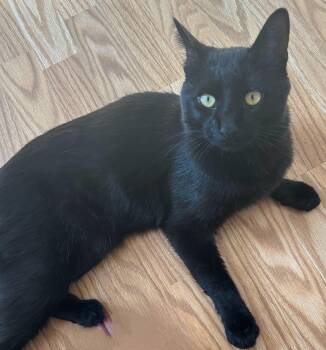 Rescue Bombay and Domestic Short Hair Cats for Adoption in Melrose, Massachusetts - Pavarotti | PetCurious