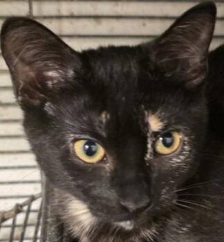 Amanda -  Domestic Short Hair Cat for Adoption in Verona, Wisconsin - Amanda | PetCurious