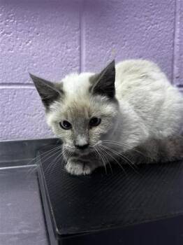 Siamese Cats Available for Adoption - 60152998 | PetCurious