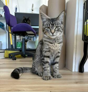 Extra Toes Cat Hemingway Polydactyl and Domestic Short Hair Cats Available for Adoption - Belch | PetCurious