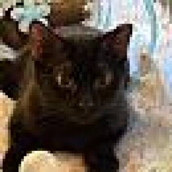 Domestic Short Hair Cats Available for Adoption in Victor, New York - Bea | PetCurious