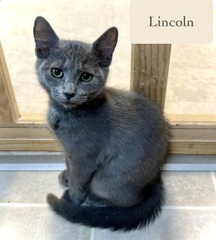 Lincoln -  Domestic Short Hair Cat for Adoption in Chalfont, Pennsylvania - Lincoln | PetCurious