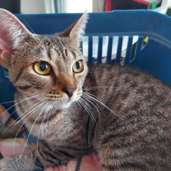 Belle -  Domestic Short Hair Cat for Adoption in Atlanta, Georgia - Belle | PetCurious