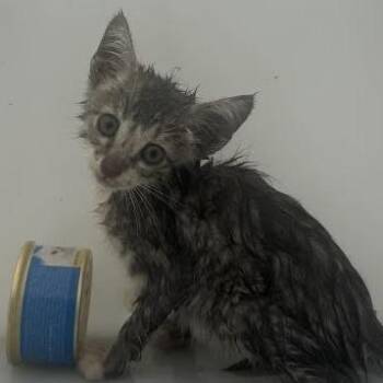06/16/2026-Stray-5thAvenue -  Domestic Short Hair Cat for Adoption in Columbus, Georgia - 06/16/2026-Stray-5thAvenue | PetCurious