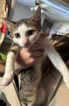 Colada -  Domestic Short Hair Cat Available for Adoption in Absecon, New Jersey - Colada | PetCurious