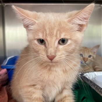 Domestic Short Hair Cats Available for Adoption in Cumming, Georgia - Cheeto (was Paisley 2) | PetCurious