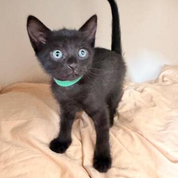 Grackle Shaw-CA (Green) -  Domestic Short Hair Cat for Adoption in Tallahassee, Florida - Grackle Shaw-CA (Green) | PetCurious