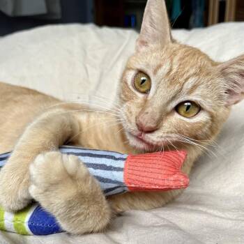 Domestic Short Hair Cats Available for Adoption - Fred | PetCurious