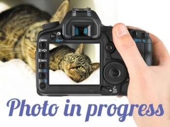 Bear -  Domestic Short Hair Cat for Adoption in Schenectady, New York - Bear | PetCurious