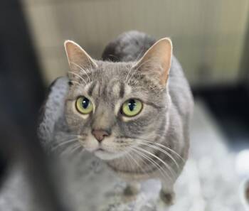 Domestic Short Hair Cats Available for Adoption in Southbury, Connecticut - CHICA | PetCurious