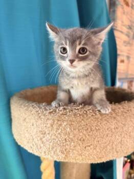Hookfang -  Domestic Medium Hair and Domestic Short Hair Cat for Adoption in Paducah, Kentucky - Hookfang | PetCurious