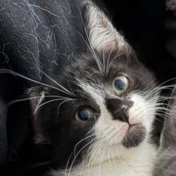 Domestic Medium Hair Cats Available for Adoption in League City, Texas - Jessey | PetCurious
