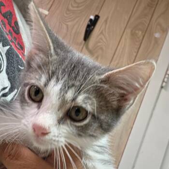 Blue Beetle -  Domestic Short Hair Cat for Adoption in Leander, Texas - Blue Beetle | PetCurious