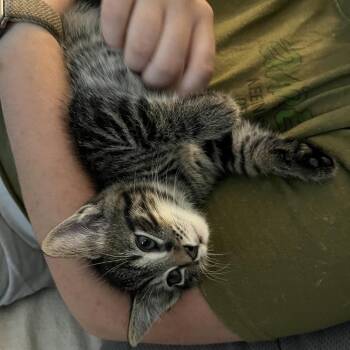 Banjo -  Domestic Short Hair Cat for Adoption in Harrisonburg, Virginia - Banjo | PetCurious