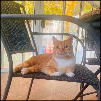 Rescue Domestic Short Hair Cats for Adoption in Roswell, Georgia - General Sherbet | PetCurious