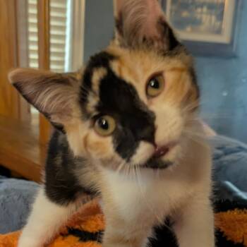 Domestic Short Hair Cats Available for Adoption in Buffalo, Minnesota - Balakay | PetCurious