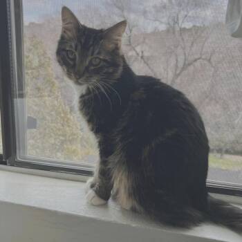 Domestic Medium Hair Cats Available for Adoption - Simba | PetCurious