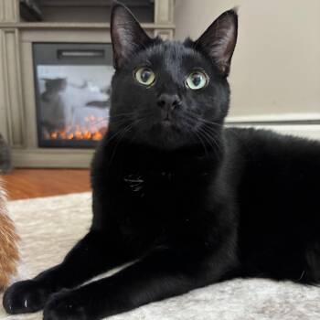 Jade -  Domestic Short Hair Cat for Adoption in Buffalo, New York - Jade | PetCurious