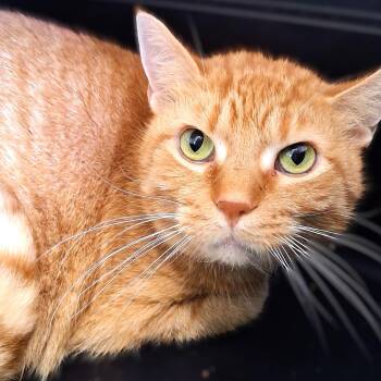 Solomon -  Domestic Short Hair Cat for Adoption in Belmont, New York - Solomon | PetCurious