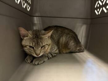 CRULLER -  Domestic Short Hair Cat for Adoption in Loveland, Colorado - CRULLER | PetCurious