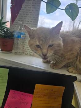 Domestic Medium Hair Cats Available for Adoption in Glenfield, New York - Orian | PetCurious