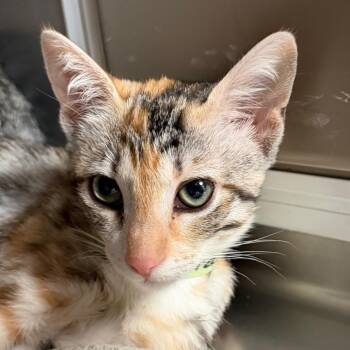 Draculara -  Domestic Short Hair Cat for Adoption in Goleta, California - Draculara | PetCurious