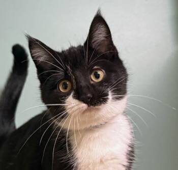 Rescue Domestic Short Hair Cats for Adoption in Amery, Wisconsin - Millie | PetCurious