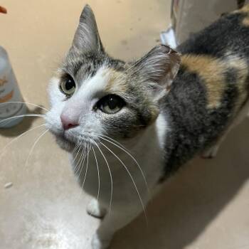 Domestic Short Hair Cats Available for Adoption in Walden, New York - Connie | PetCurious