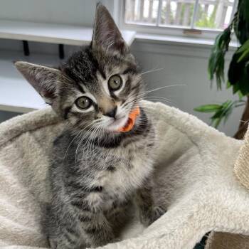 Carrot -  Domestic Short Hair Cat Available for Adoption in Columbus, Ohio - Carrot | PetCurious