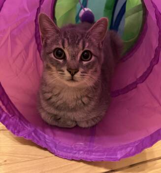 Rescue Domestic Short Hair Cats for Adoption in Pickering, Ontario - Finch | PetCurious