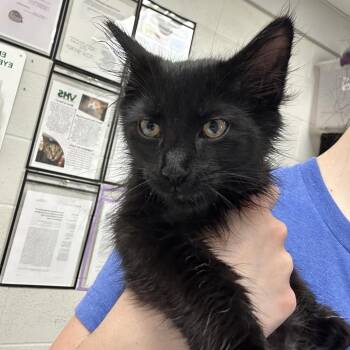 Wilbur -  Domestic Medium Hair Cat for Adoption in Evansville, Indiana - Wilbur | PetCurious