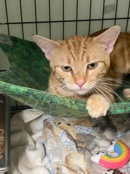 Domestic Short Hair Cats Available for Adoption in Lunenburg, Massachusetts - Meringue | PetCurious