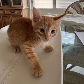 Tang -  Domestic Short Hair Cat for Adoption in Washington, Pennsylvania - Tang | PetCurious
