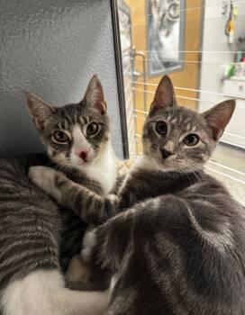 Rescue Domestic Short Hair Cats for Adoption in Camp Hill, Pennsylvania - Mickey / Percy | PetCurious