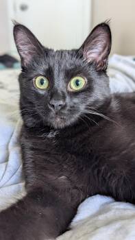 Rescue Domestic Medium Hair Cats for Adoption in Edmonton, Alberta - Styx | PetCurious