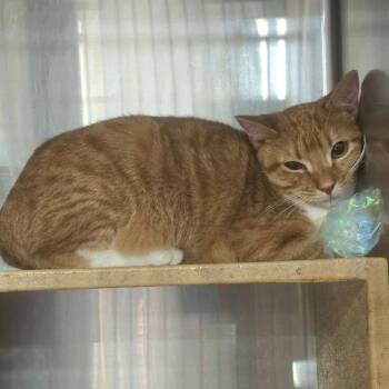 Rescue Domestic Short Hair Cats for Adoption in Warr Acres, Oklahoma - Red | PetCurious