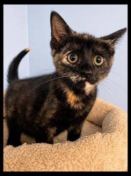 Tiki -  Domestic Short Hair Cat for Adoption in Sioux Falls, South Dakota - Tiki | PetCurious