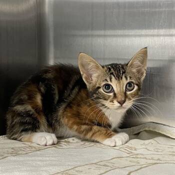 PEACHES -  Domestic Medium Hair Cat for Adoption in Tallahassee, Florida - PEACHES | PetCurious