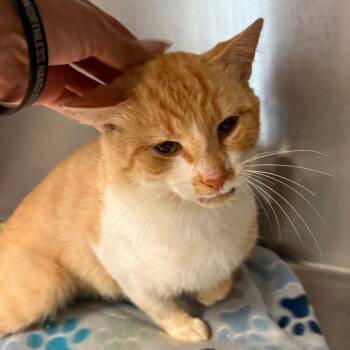 Jerry -  Domestic Short Hair Cat for Adoption in Evensville, Tennessee - Jerry | PetCurious