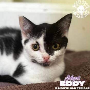 Eddy -  Domestic Short Hair Cat for Adoption in Wilmington, North Carolina - Eddy | PetCurious