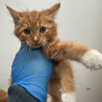 Domestic Long Hair Cats Available for Adoption in Austin, Texas - Humberto | PetCurious