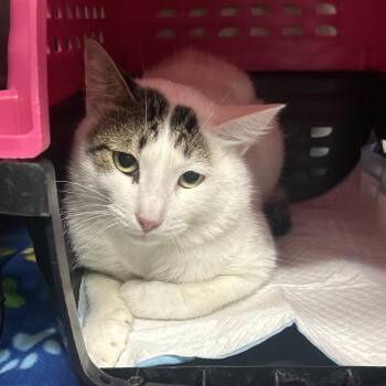 Drew -  Domestic Short Hair Cat for Adoption in Salt Lake City, Utah - Drew | PetCurious
